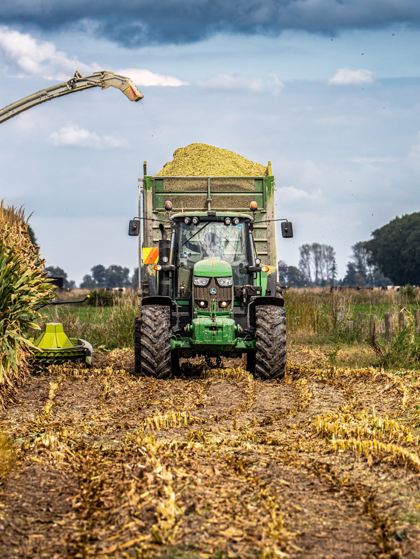 Forage harvester working beside a trailer